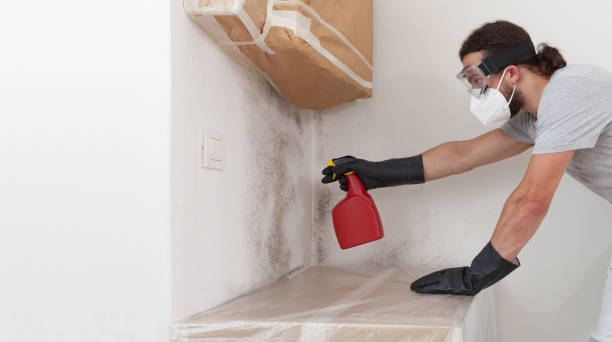 Basement Mold Remediation treatment on basement walls in Ellicott City
